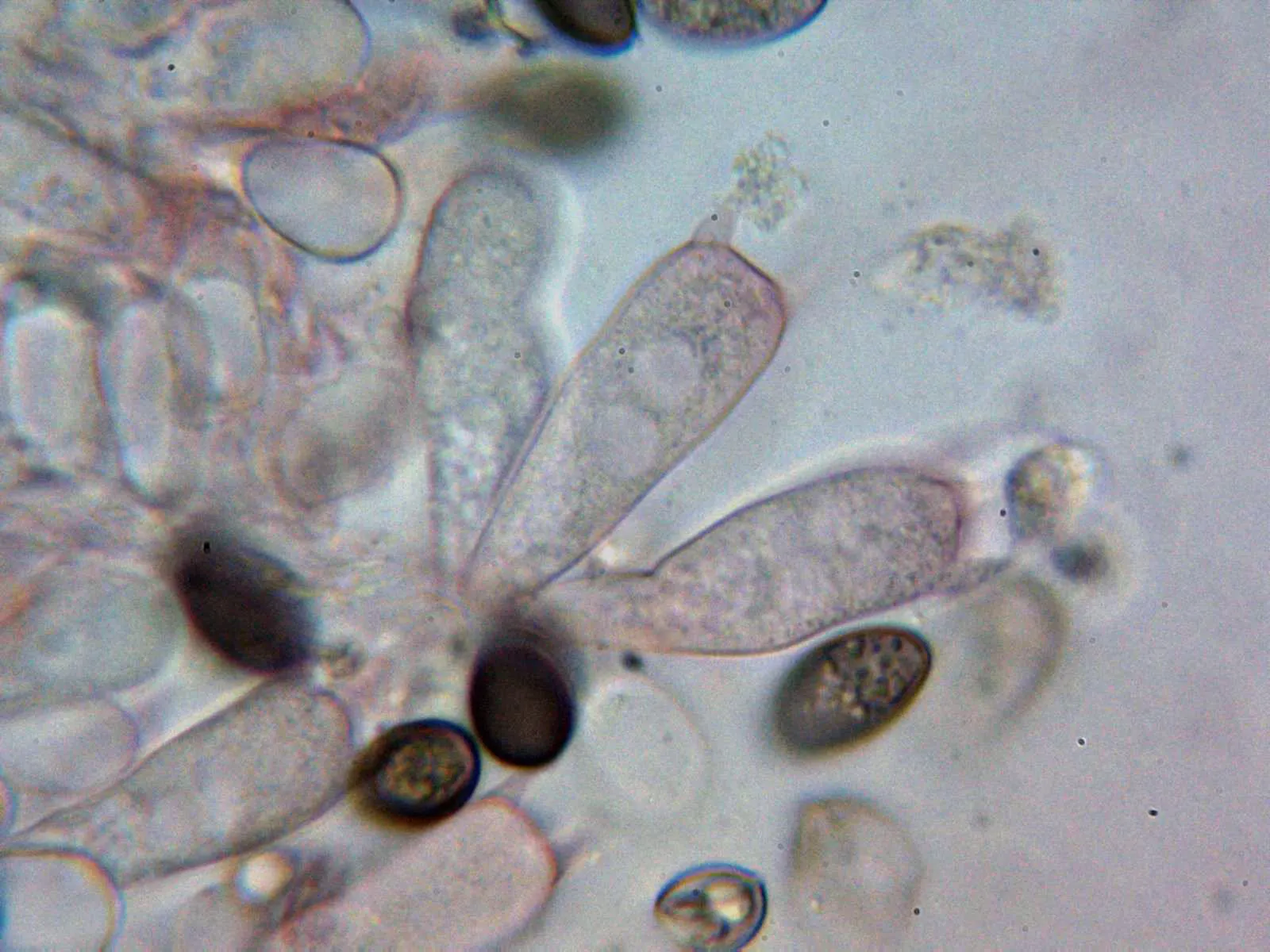 Microscopía de Protostropharia semiglobata - 10 - Basidios 2
